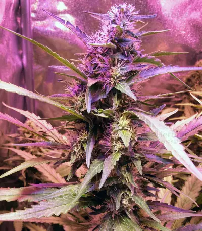 Killer Queen XX feminized seeds