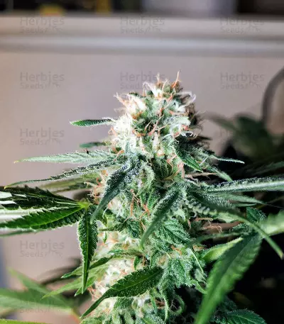 Graines de cannabis Kritikal Bilbo CBD (Genehtik Seeds)