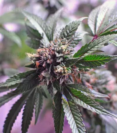 Graines de cannabis LA Confidential (DNA Genetics)