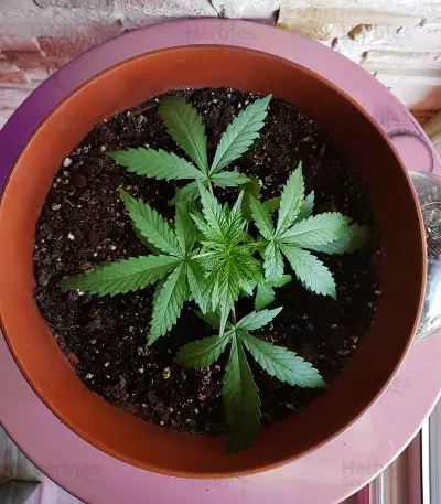 Semi femminizzati di Pineapple Glue