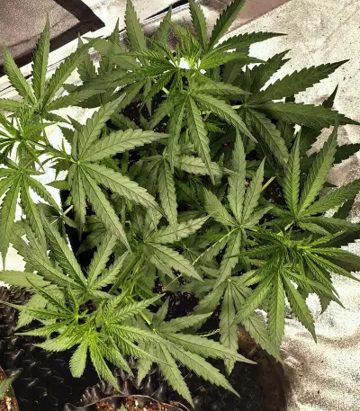 Pineapple Haze Seeds