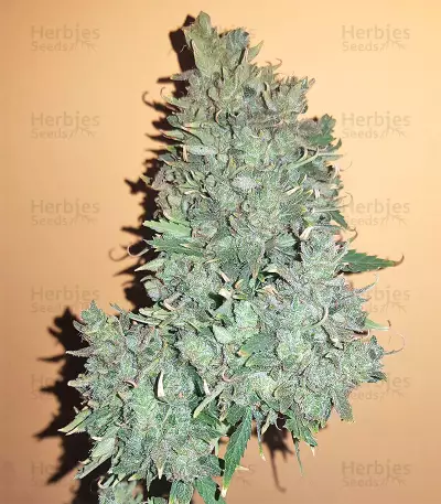 Sandstorm feminized seeds