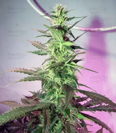 Skunk #1 Automatic (Sensi Seeds)