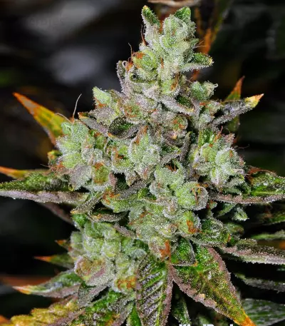 Venom OG regular seeds