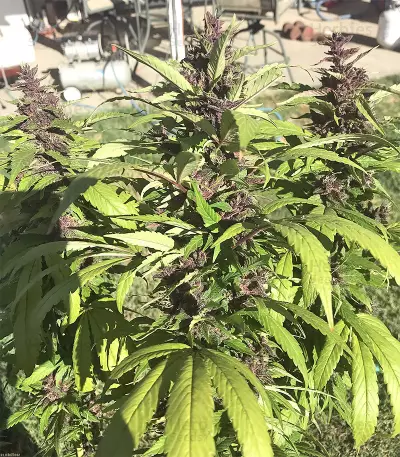 Violeta Regular seeds