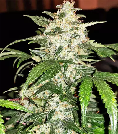 Pro Auto Mix Seeds (Seedstockers)