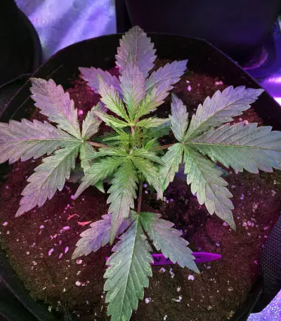 AK420 Autoflower strain