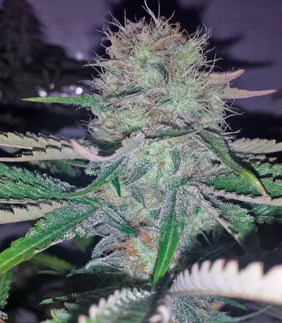 Graines de cannabis A.M.S. (GHS)