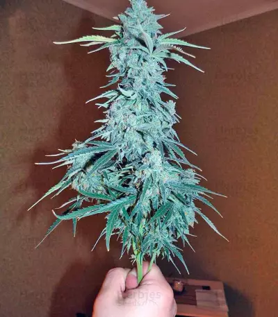 Auto Wappa Seeds