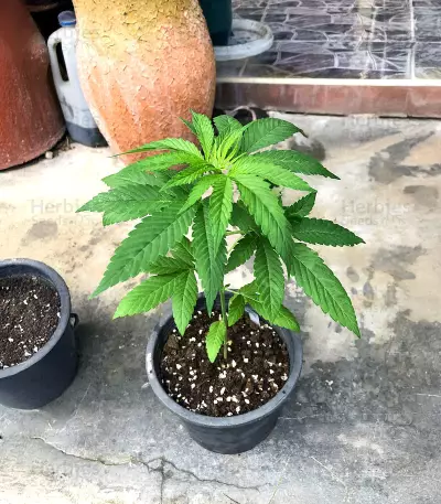 Bay Burger Seeds (Delicious Seeds)