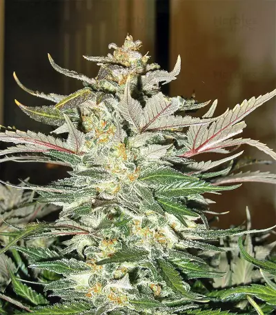 Blue Cheese Automatic strain