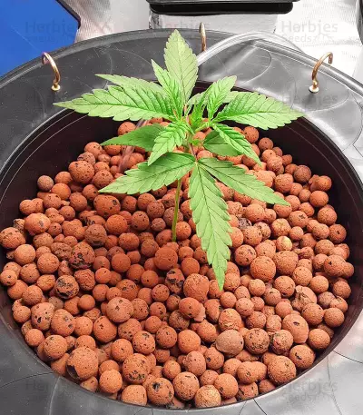 Cherry Pie (Female Seeds)