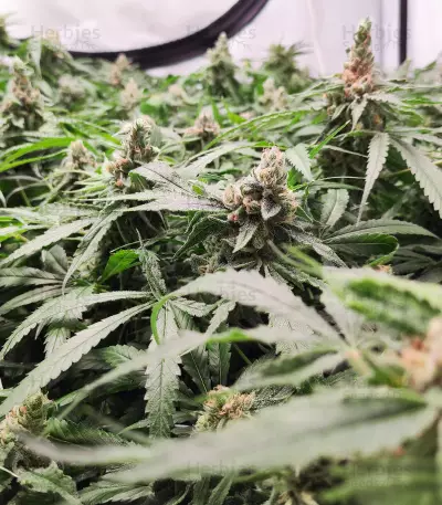 Graines de cannabis Critical Daddy (BlimBurn Seeds)