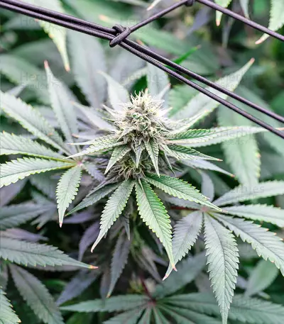 Graines de cannabis Critical Gorilla (Expert Seeds)