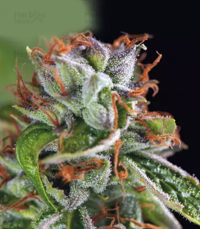 Double OG Haze Seeds