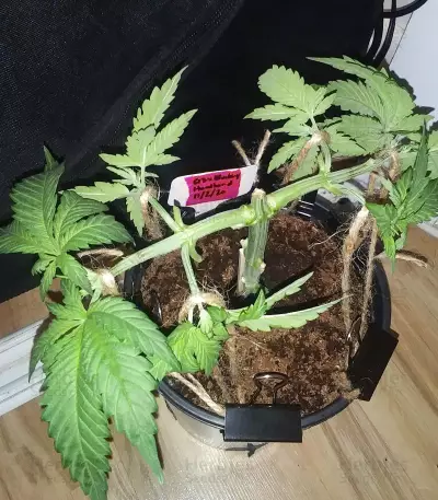 G13 x Blueberry Headband feminized seeds