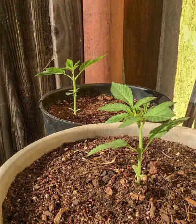 Gelato 33 Seeds (Flavour Chasers Seeds)