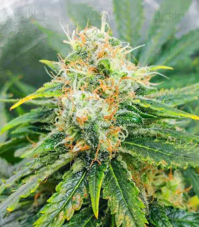 Glue Sherbert Seeds (AlphaFem Seeds)