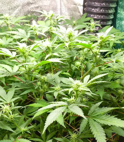 Gorilla x Lilly (Expert Seeds) Seeds