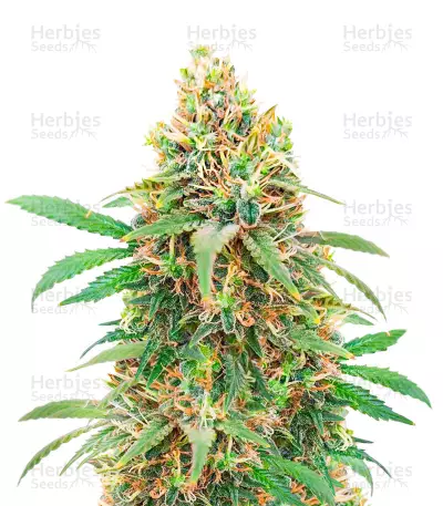 Sementes Feminizadas de I'm Alive (AlphaFem Seeds)