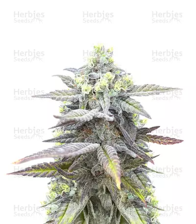 Jack Herer Fast Version Feminized Seeds (Herbies Seeds USA)