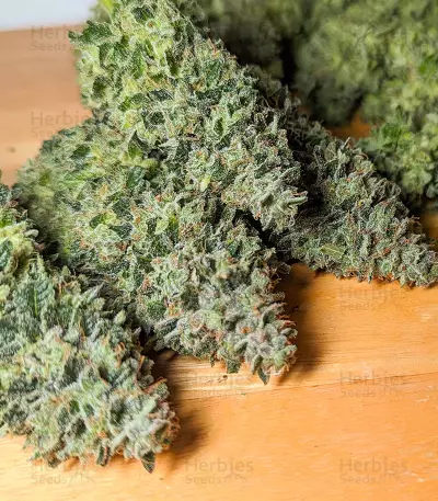 Legendary OG Punch (Legendary Punch) Seeds