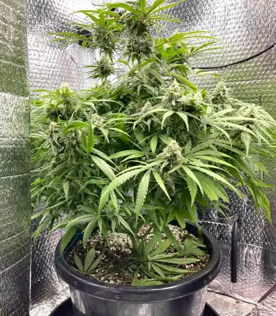 Lemon Skunk (Herbies Seeds)