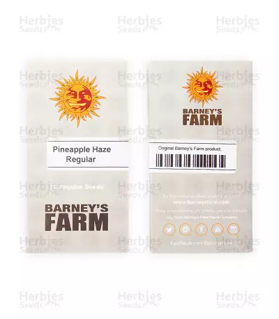 Pineapple Haze Seeds