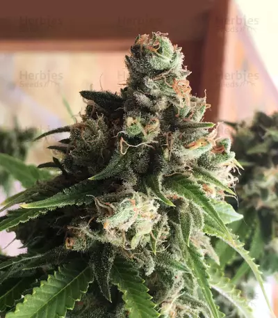 Quick Critical + (Dinafem Seeds)
