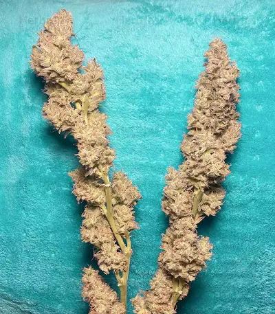 Sage 'n' Sour Seeds