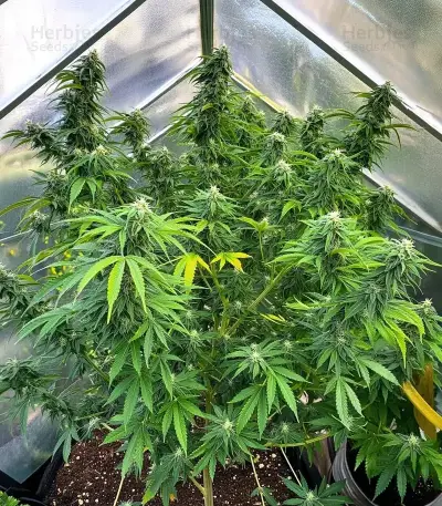 Acapulco Gold Seeds