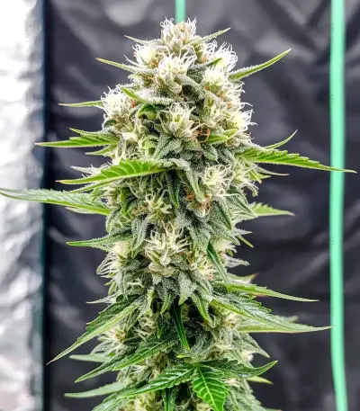 AK Triple Haze Auto Seeds
