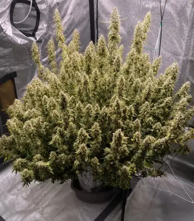 Auto Frozen Biscotti Seeds (Dutch Passion)