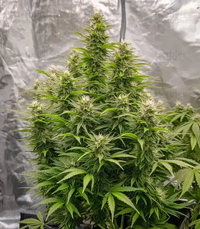 Graines de cannabis Automatic (Big Buddha Seeds)