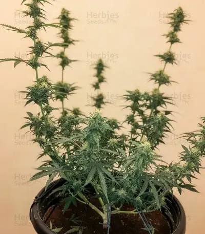 Big Domina Seeds
