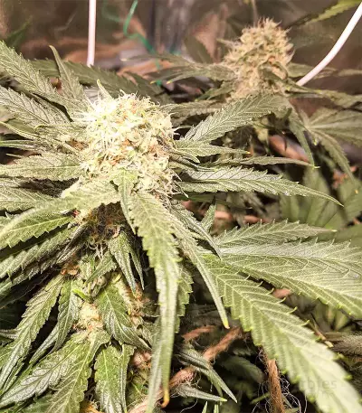 Blackberry Gum Seeds
