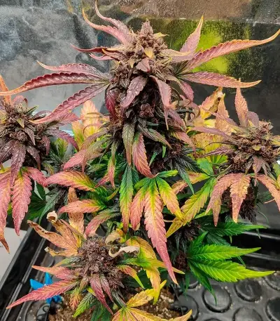 Blackberry Moonrocks Auto Seeds (AlphaFem Seeds)