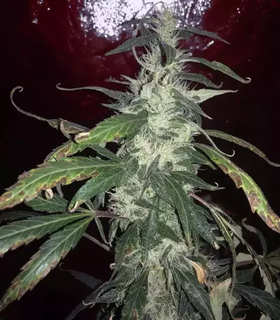 Blue Dream Seeds (Blimburn Seeds)