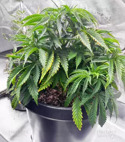 Sementes Feminizadas de Cinderella 99 (Brothers Grimm Seeds)