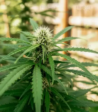 Doctor Shiva Auto (Flash Seeds)