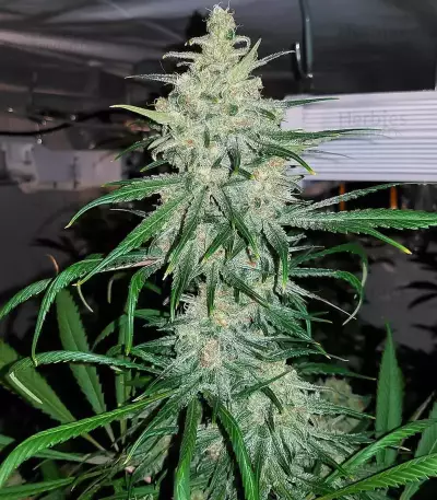 Double Black (G13 Labs)