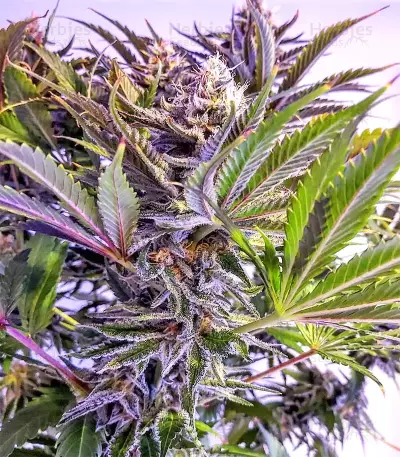 Graines de cannabis Grandaddy Black (Original Sensible Seeds)