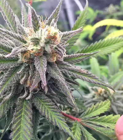 Grandaddy Purple feminized seeds (Big Head Seeds)