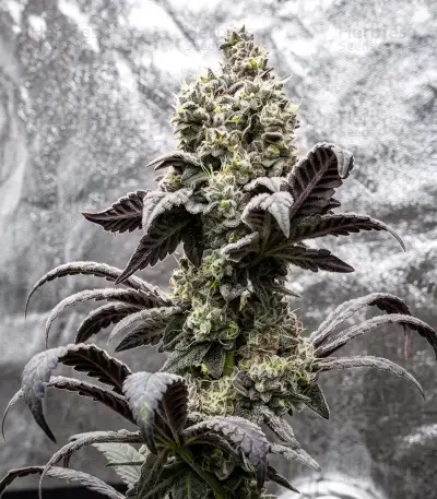 Kyle’s Cherry AK 47 Seeds