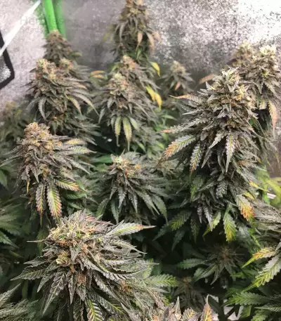 Mimosa EVO Seeds (Barney’s Farm)