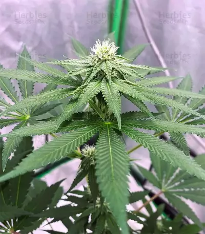 Semi Femminizzati Mimosa (Herbies Seeds)