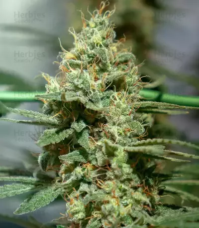 Nevil Bilbo Auto (Genehtik Seeds)