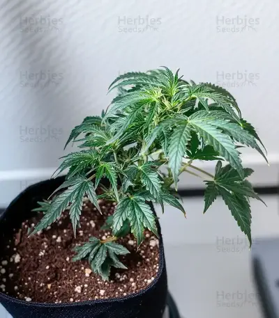 Semi femminizzati Northern Lights XL Auto