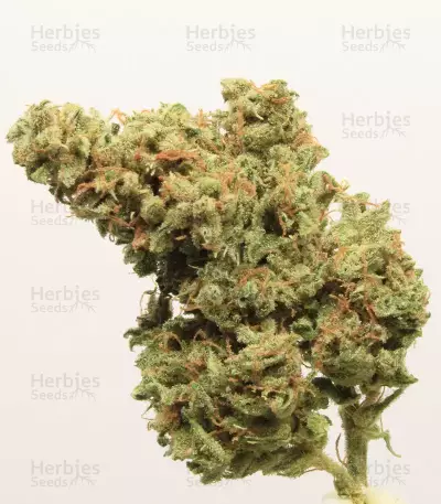 Original Cinderella Auto feminized seeds