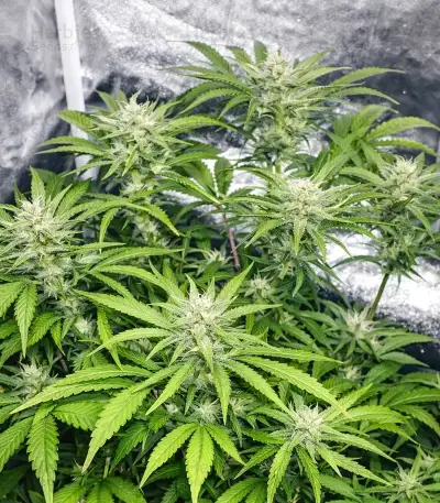Papaya Sherbet Seeds